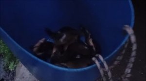 Зарыбление линём верхнего водоёма 500 кг. Клёвое место, Лосиный остров.