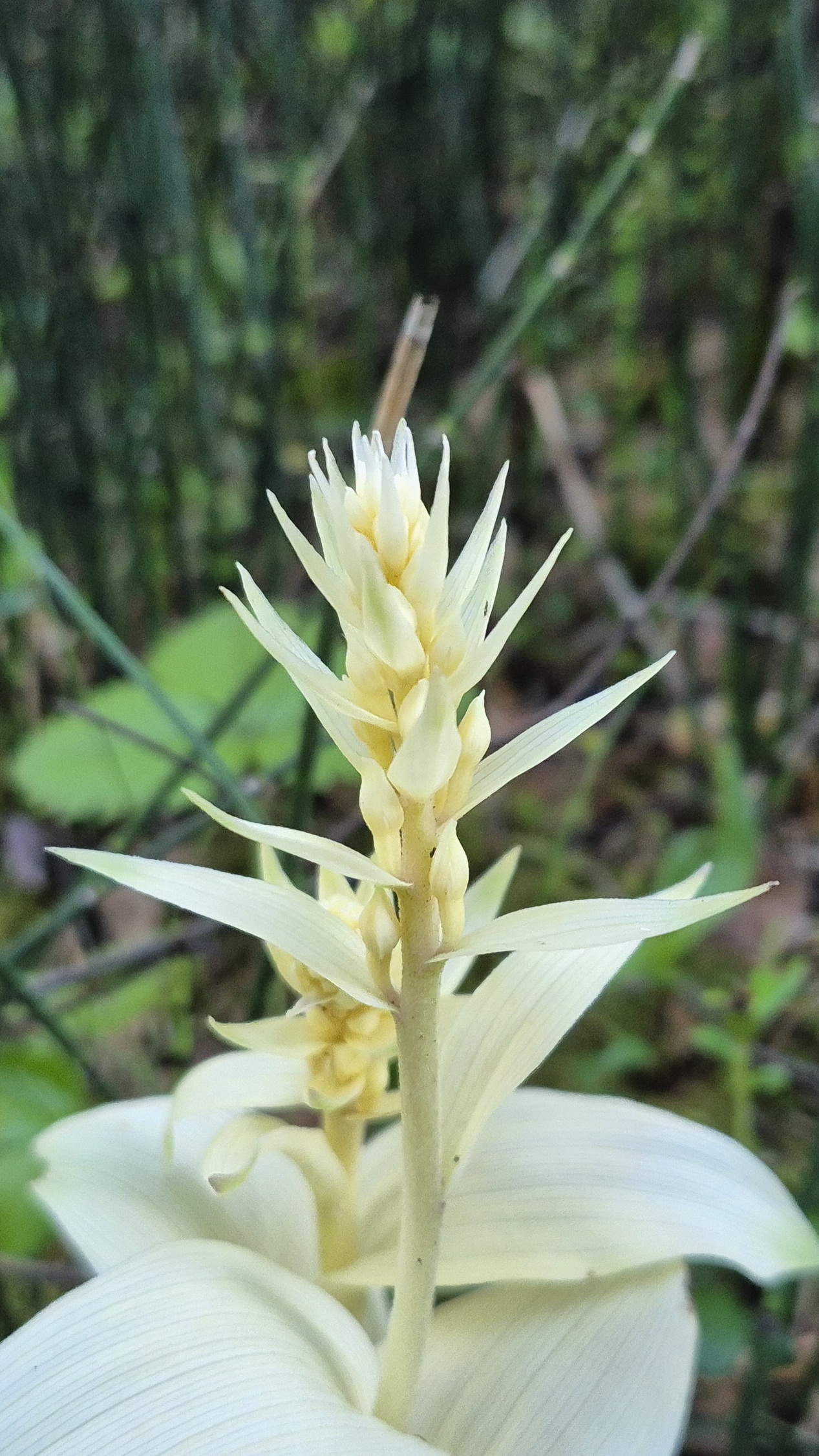 Наблюдаем за орхидеей-призраком. Альбиносная форма Epipactis Helleborine. Собирается цвести #shorts