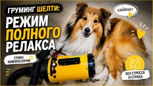 ГРУМИНГ ШЕЛТИ БЕЗ СТРЕССА - это реально🐶✨