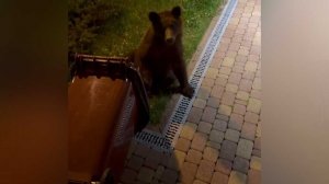 Медведи начали массово выходить к людям в Красной Поляне