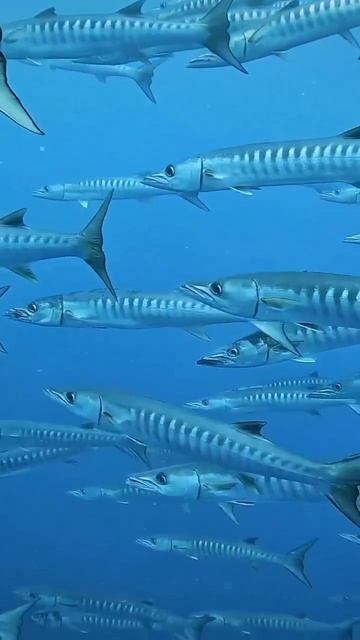 молодая баракуда 🐟 дайвинг