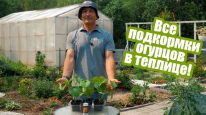Как и чем подкормить огурцы в теплице: основные удобрения!