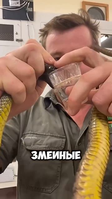 Медоед и змеи