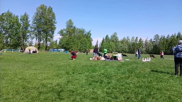 ВЕТЕРАНЫ СУКИ / КЧК САНКТ-ПЕТЕРБУРГ 23 мая`26 И.Давыдова Моно немецких овчарок