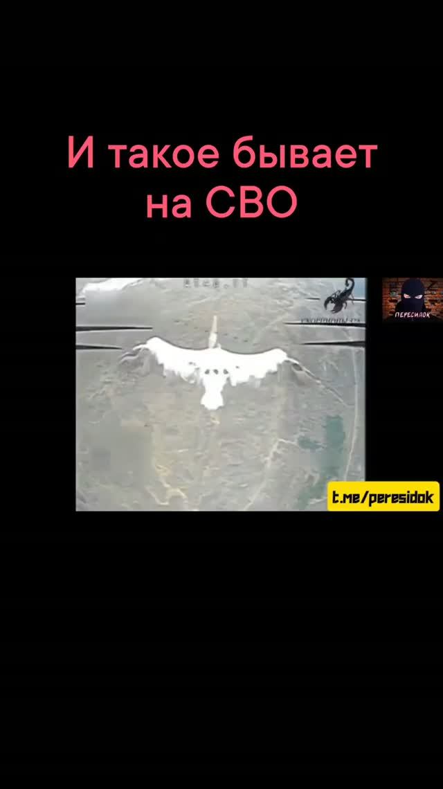 Курьёзные моменты СВО