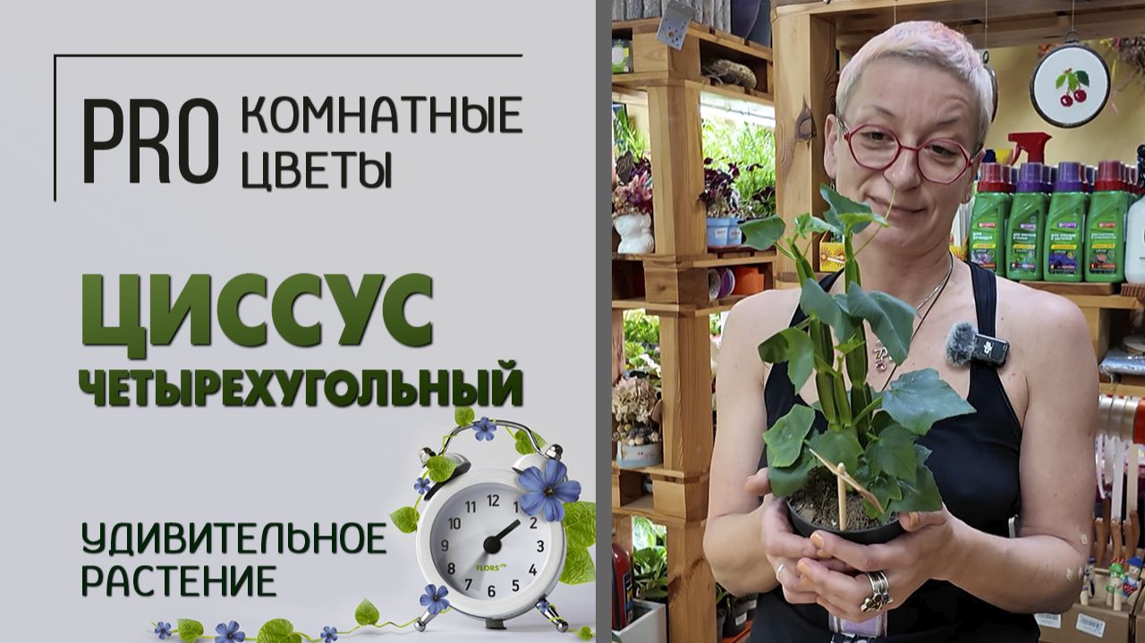 Циссус четырехугольный - удивительное растение. Как ухаживать, полив, пересадка, освещенность.