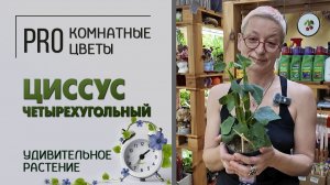 Циссус четырехугольный - удивительное растение. Как ухаживать, полив, пересадка, освещенность.