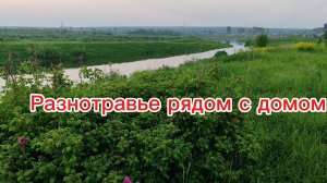 На севере жара, домашние дела, вечерняя прогулка.