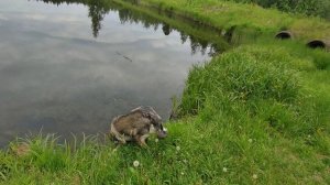 2026.06.22. Крючково, оз. Таежное, вода +19°, клещей на собаке 27 шт.