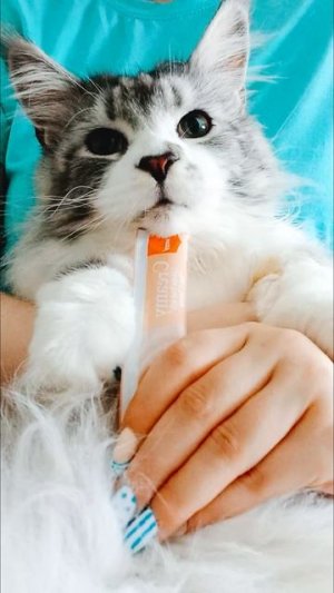 У меня кстати кот есть 🐱