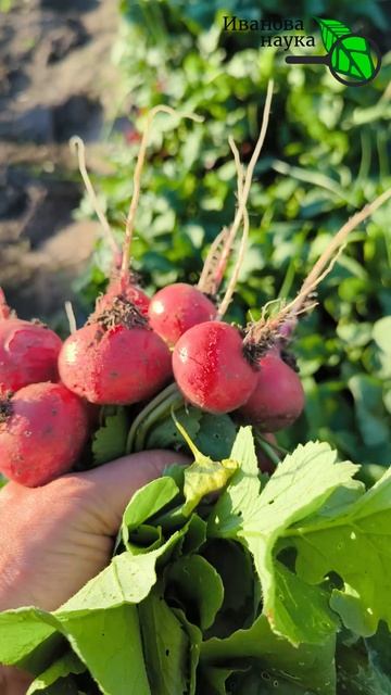 💥 ОНА НИФИГА НЕ СООБРАЖАЕТ! 🤦♂️ КАК ВЫРАСТИТЬ ОТЛИЧНЫЙ РЕДИС ЛЕТОМ 🍅