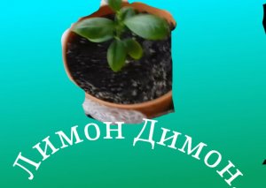 Лимон-Димон.