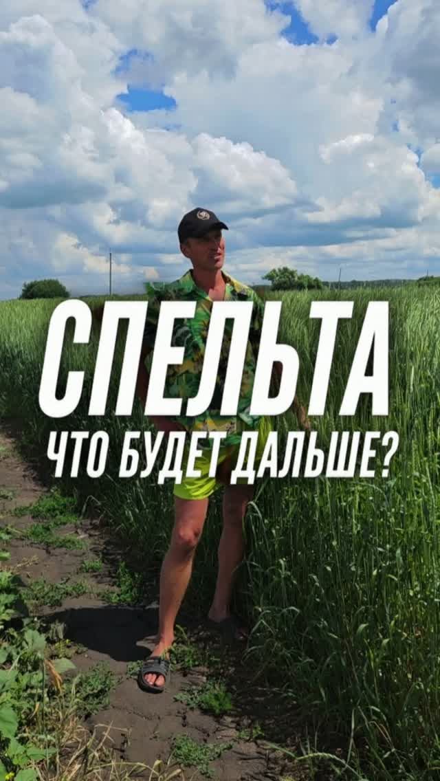 Что будем делать со спельтойй дальше? #AUM #YogaFerma #сельскоехозяйство #спельта #поле #фермер