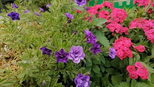 Цветут в июне, 24 июня, Сибирь, Кемерово