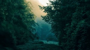 ✧ Звуки вечернего леса и ambient-музыка для работы, учебы  и расслабления