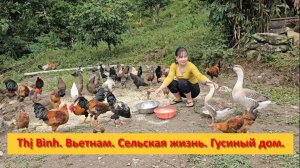 Thị Bình. Вьетнам. Сельская жизнь. Гусиный дом.