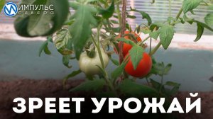 В ДЭС выращивают лакомства для животных
