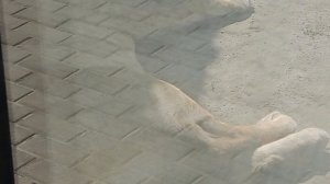 BZVE7934_22.06.2026_Видео от Светланы