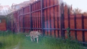 TXKA3367_22.06.2026_Видео от Светланы