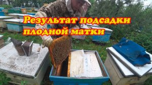 РЕЗУЛЬТАТ ПОДСАДКИ ПЛОДНОЙ МАТКИ В СЕМЬЮ