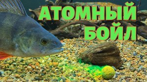 Атомный бойл в аквариуме