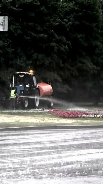 Поливают и дождь и работник