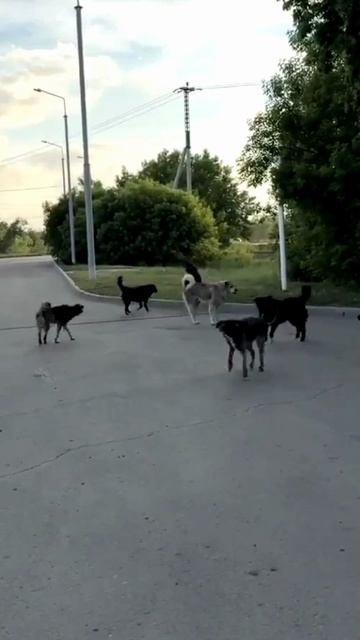 Свора собак нападает на людей в Старом Кировске