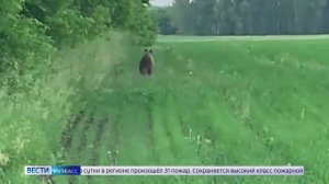 Рядом с кузбасским посёлком заметили медведя