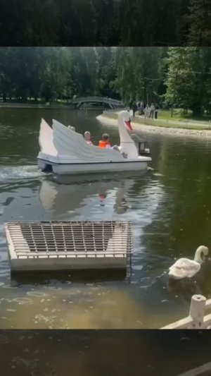 Лебеди в Лианозовском парке..
