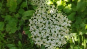 23.6.26 Аллиум Нигрум