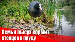 Семья лысух кормит птенцов в пруду