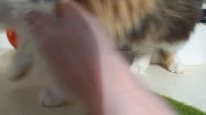 Кошка Пятница проказница