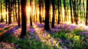 ПЕНИЕ ПТИЦ И ЗВУКИ ЛЕСА РАННИМ УТРОМ 🌿 УСПОКАИВАЮЩЕЕ ПЕНИЕ ПТИЦ В ЛЕСУ 🌿 ЗВУКИ ПРИРОДЫ ДЛЯ СНА