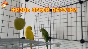 Жёлтый и Зелёный   сериал о жизни двух кольчатых ожереловых попугаев 🦜🦜 (11)