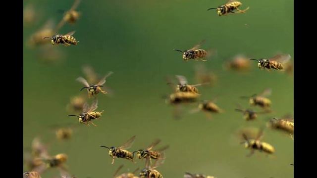 В Техасе перевернулась фура с миллионами пчел