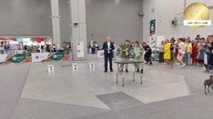 Левретки. «Россия. Кубок Москвы 2026» г. Москва 21.06.2026 г. Судья в ринге Д.А. Прозоров.