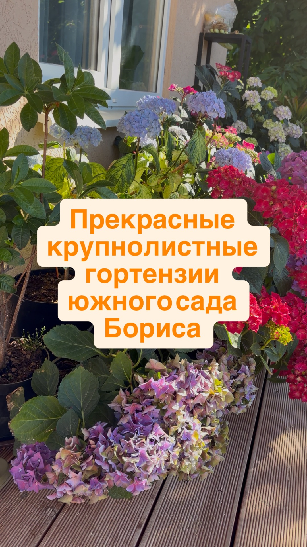 Прекрасные крупнолистные гортензии южного сада Бориса