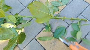 Как черенкую розы, по просьбе подписчиков.