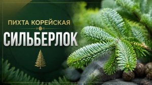 Пихта Корейская Сильберлок