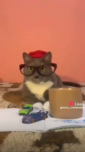 Мем кошак