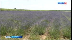 Лавандовые поля Ставрополья притягивают десятки тысяч туристов