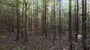 ПОШЛА ЖАРА! ГРИБНИК ПОЕХАЛ НА РАЗВЕДКУ И ПОЛУЧИЛ МАССУ ЭМОЦИЙ | ТИХАЯ ОХОТА 2026 СЕЗОН ОТКРЫТ