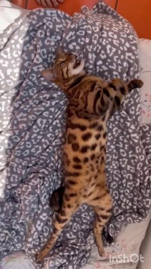 Джесси разговаривает и принимает солнечные ванны. 🐱❤