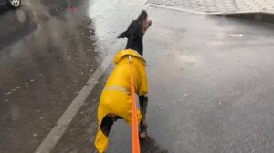 доберман ловит дождь смешная собака
