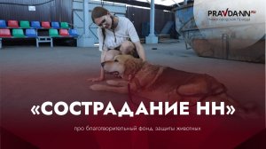 Волонтёр приюта «Сострадание» рассказала, почему она заботится о бездомных собаках