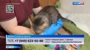 Возьми питомца из приюта. Кошка Марта