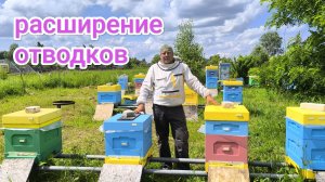 Отводки пчёл развиваются, скоро ставить магазины. Пчеловодство Владимирской области.