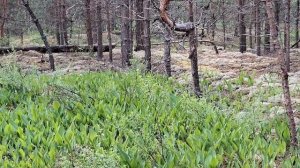 Владимирская Мещера. Прогулка по Мезиновскому лесничеству.