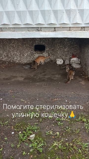Уличные коты смотреть онлайн