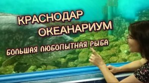 Океанариум в Краснодаре. Большая ворчливая и очень любопытная рыба✅